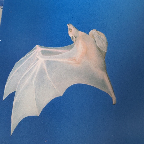 #3  😍 5 For $25 😍  Stellaluna 25th Anniversary Board Book - Picture 2 of 9